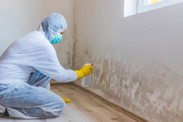 Licensed Mold Inspection service in Beverly, NJ - WQB Mold Removal